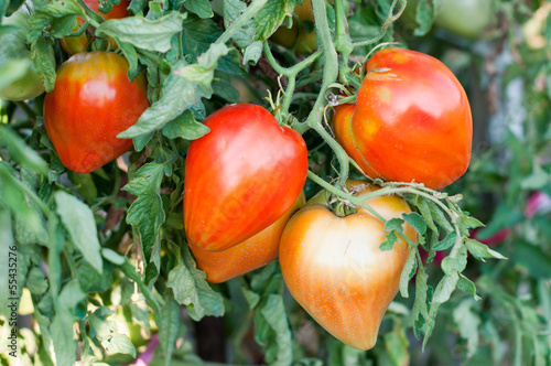 Photo: Tomato Tomato