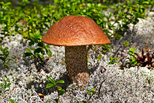 Photo: Mushroom in Karelia Mushroom in Karelia