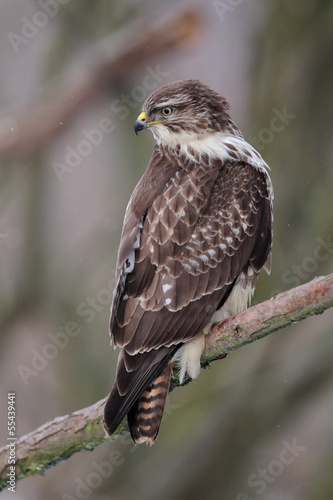 Photo: Mäusebussard (Buteo buteo) Mäusebussard (Buteo buteo)