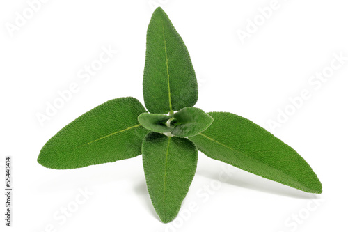 Photo: Salbei (Salvia) Salbei (Salvia)