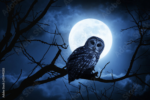 Fototapeta Owl Watches Intently Illuminated By Full Moon On Halloween Night