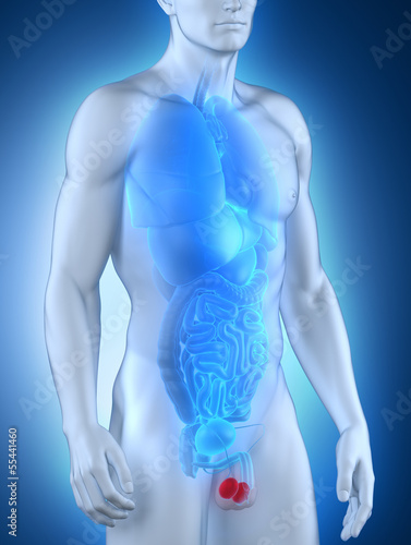 Illustration: Male testes anatomy anterior view Male testes anatomy anterior view