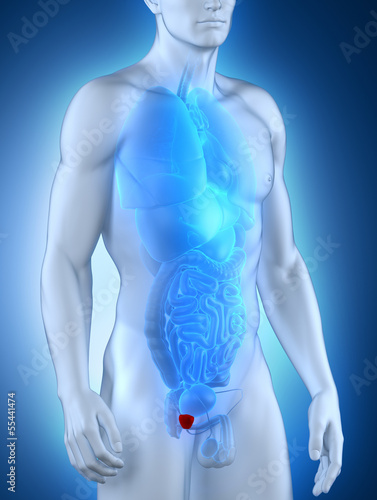 Illustration: Male prostate anatomy anterior view Male prostate anatomy anterior view