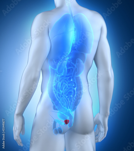 Illustration: Male prostate anatomy posterior view Male prostate anatomy posterior view