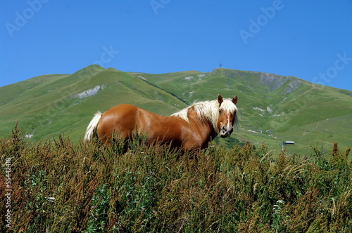 Photo: cheval de trait cheval de trait