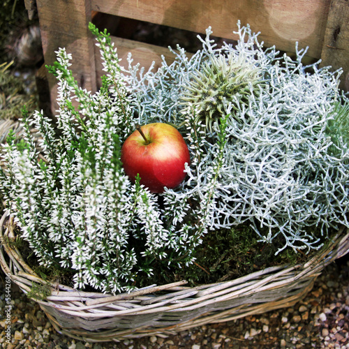 Photo: erika gesteck mit apfel erika gesteck mit apfel