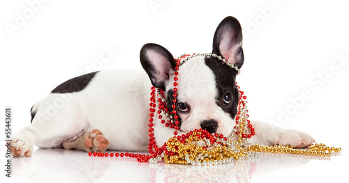 Photo: Adorable French Bulldog wearing jewelery on white background. Adorable French Bulldog wearing jewelery on white background.