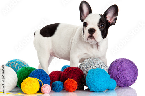 Photo: French Bulldog puppy with a wool balls isolated on white backgr French Bulldog puppy with a wool balls isolated on white backgr