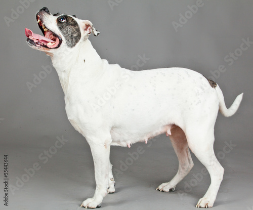 Photo: American Bulldog portrait on a grey background American Bulldog portrait on a grey background