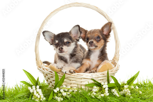 Photo: Chihuahua puppies. lovely puppy s. portrait of puppies in a bas Chihuahua puppies. lovely puppy s. portrait of puppies in a bas