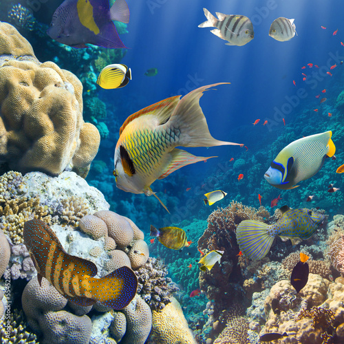 Photo: Coral and fish Coral and fish