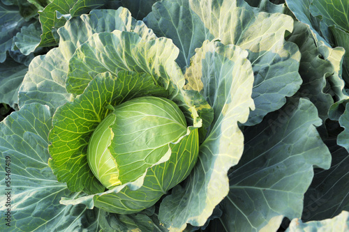 Photo: Fresh green cabbage Fresh green cabbage
