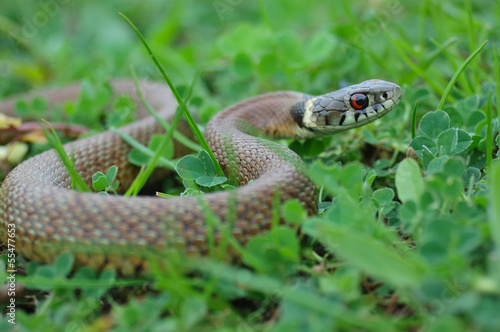 Photo: Grass snake Grass snake