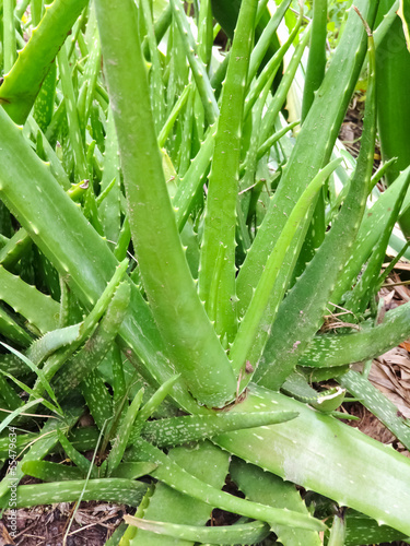 Photo: Aloe vera Aloe vera