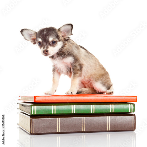 Photo: dog on books. Chihuahua puppy dog on books. Chihuahua puppy
