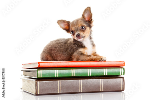 Photo: dog on books. Chihuahua puppy dog on books. Chihuahua puppy