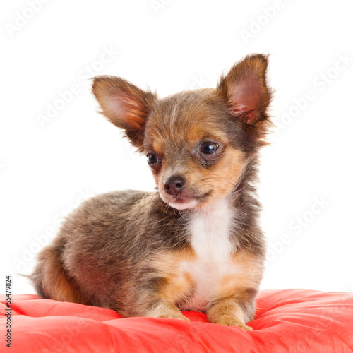 Photo: Chihuahua dog on red pillow isolated on white background. portr Chihuahua dog on red pillow isolated on white background. portr