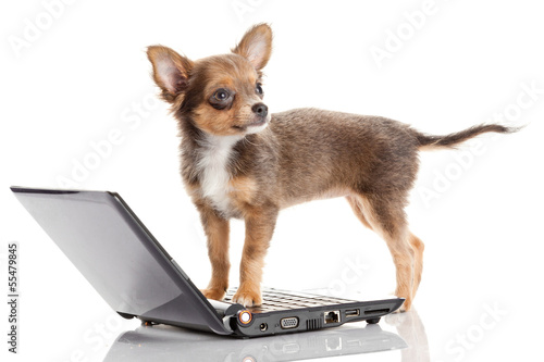Photo: Portrait of a cute chihuahua dog in front of a laptop on white b Portrait of a cute chihuahua dog in front of a laptop on white b