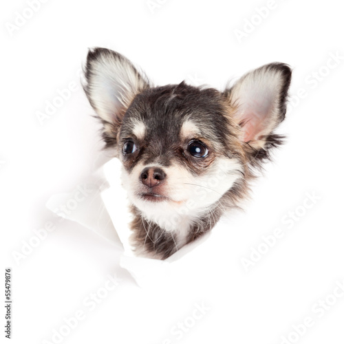 Photo: chihuahua puppy in paper chihuahua puppy in paper