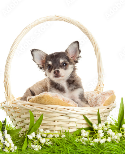 Photo: Chihuahua puppies. lovely puppy s. portrait of puppies in a bas Chihuahua puppies. lovely puppy s. portrait of puppies in a bas