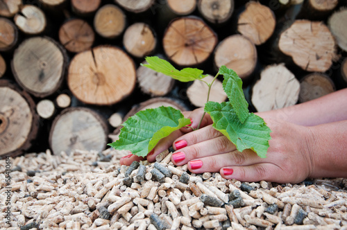 Photo: Save the trees Save the trees