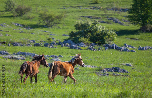 Photo: Horse Horse