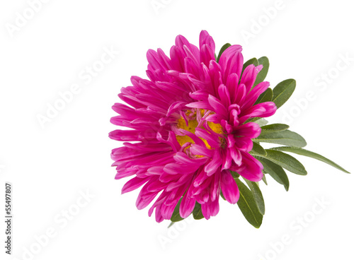 Photo: pink aster isolated pink aster isolated