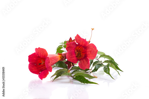 Photo: Campsis Campsis