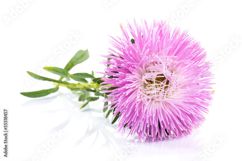 Photo: aster aster