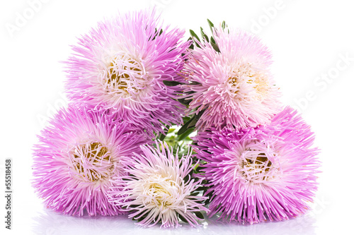 Photo: aster aster