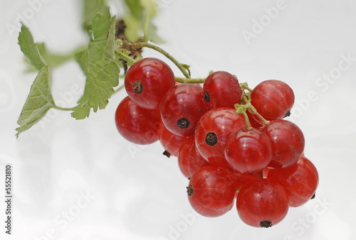 Photo: rote Johannisbeeren rote Johannisbeeren