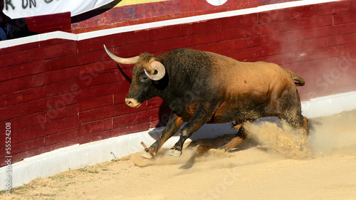 Photo: Toro Bravo Español Toro Bravo Español