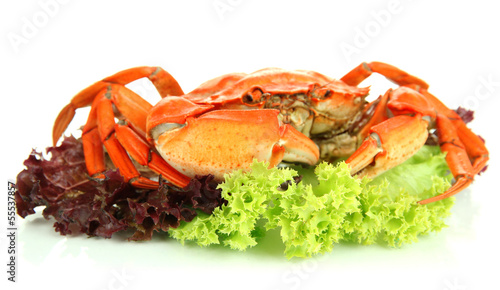 Photo: Boiled crab isolated on white Boiled crab isolated on white