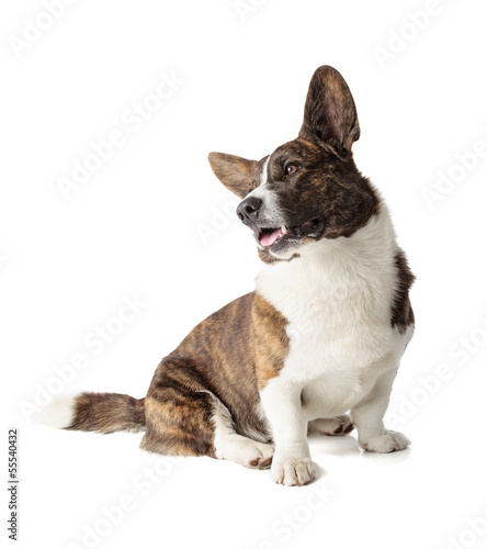 Photo: Welsh Corgi Cardigan Welsh Corgi Cardigan