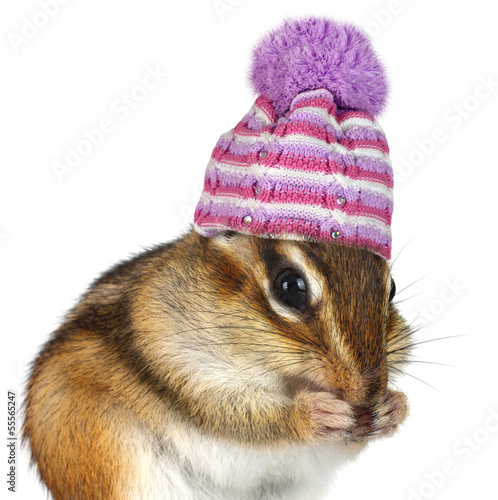 Photo: Portrait of funny chipmunk with hat on white Portrait of funny chipmunk with hat on white