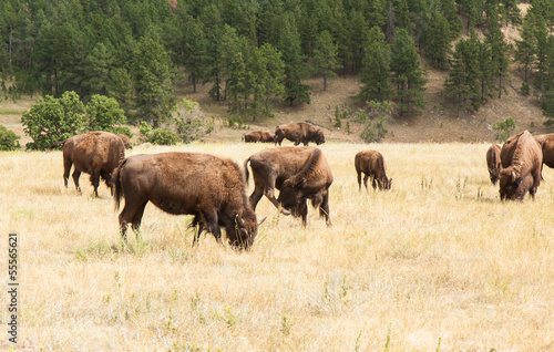 Photo: Bison Grazing Bison Grazing