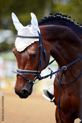 Photo: Portrait of a sports horse. Portrait of a sports horse.