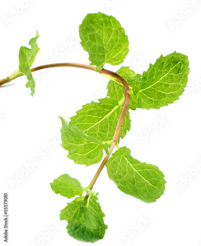 Photo: Fresh moringa leaves Fresh moringa leaves