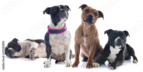 Photo: two staffordshire bull terrier two staffordshire bull terrier