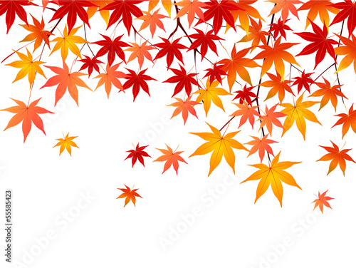 Vector: もみじ 紅葉 背景 もみじ 紅葉 背景