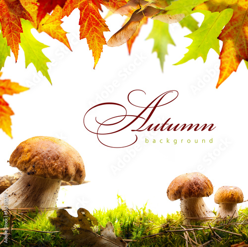 Photo: autumn background with yellow leaves and autumn mushroom autumn background with yellow leaves and autumn mushroom