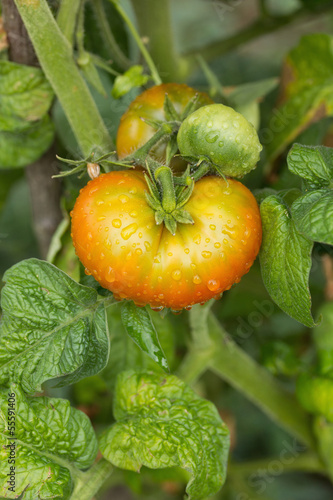 Photo: Organic Heirloom Tomatoes growing on vine Organic Heirloom Tomatoes growing on vine