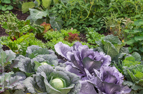 Photo: Gemüsegarten Gemüsegarten