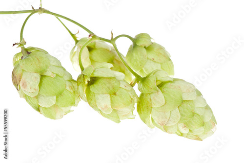 Photo: Hops isolated Hops isolated