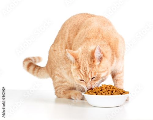 Photo: Eating cat. Eating cat.