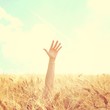 hand sticking out of wheat field hand sticking out of wheat field