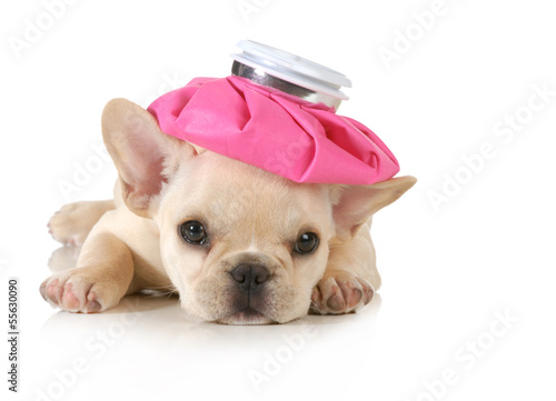 Photo: sick puppy sick puppy