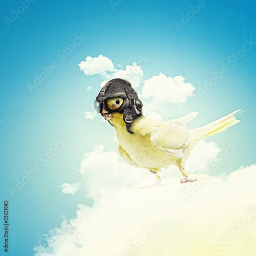Photo: Parrot in pilot hat Parrot in pilot hat