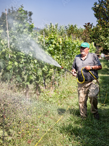 Photo: spraying pesticide in vineyard spraying pesticide in vineyard