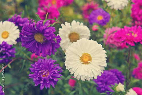 Photo: Asters flowerbed garden Asters flowerbed garden